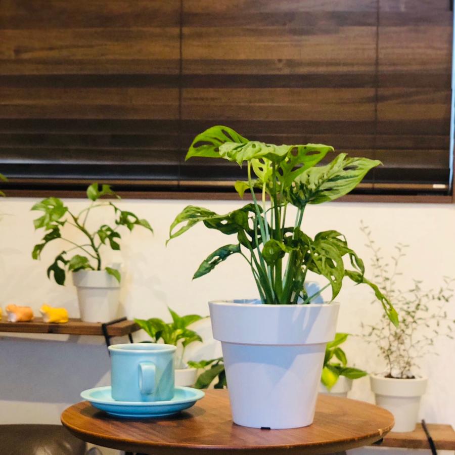 観葉植物　おしゃれ　オーランポット　モンステラ　マドカズラ　ベラボン植え　観葉植物　インテリア　引っ越し　ギフト |  | 03