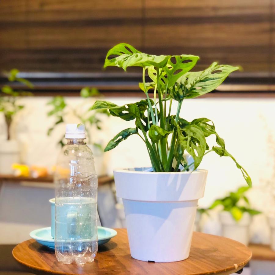 観葉植物　おしゃれ　オーランポット　モンステラ　マドカズラ　ベラボン植え　観葉植物　インテリア　引っ越し　ギフト |  | 04