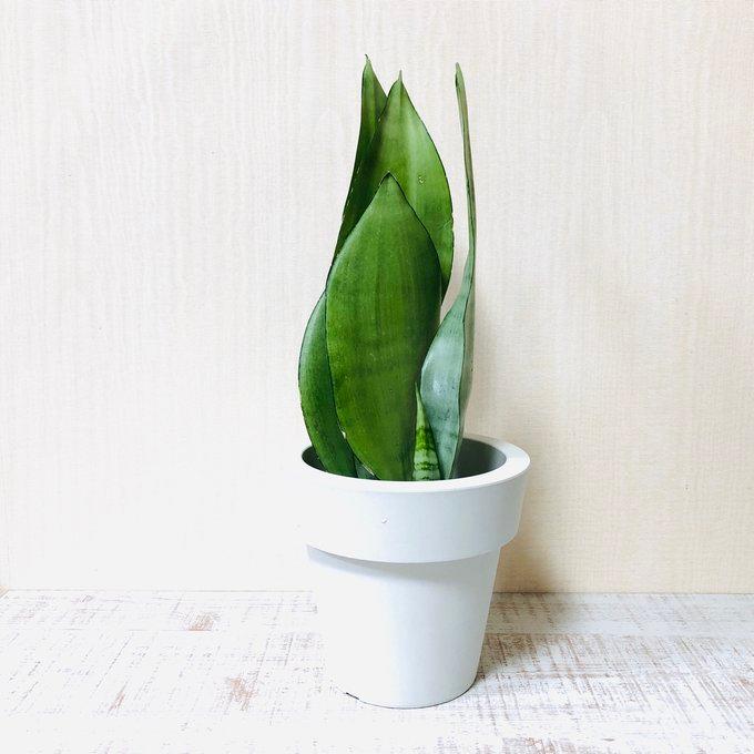 観葉植物　おしゃれ　オーランポット　サンスベリア　シルバーキング　ベラボン植え　観葉植物　インテリア　引っ越し　ギフト |  | 01