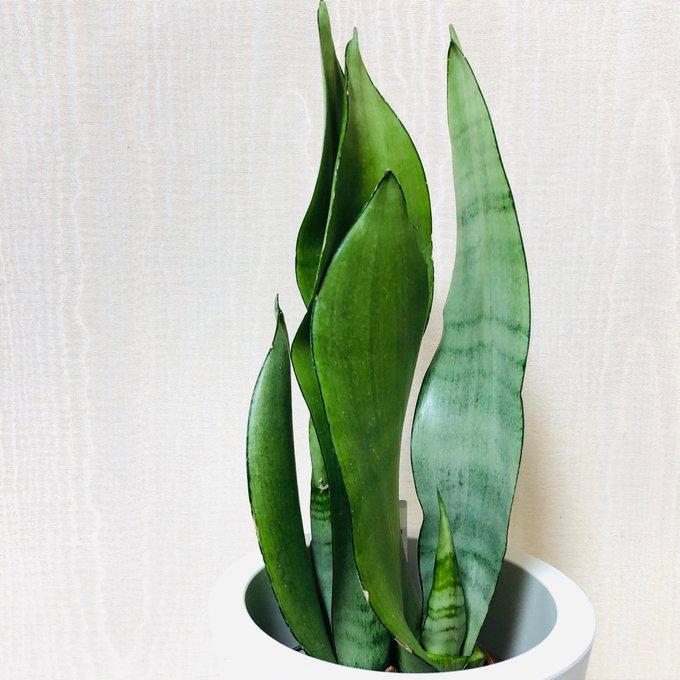 観葉植物　おしゃれ　オーランポット　サンスベリア　シルバーキング　ベラボン植え　観葉植物　インテリア　引っ越し　ギフト |  | 02