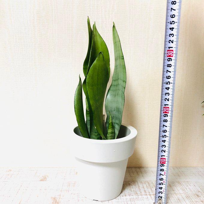 観葉植物　おしゃれ　オーランポット　サンスベリア　シルバーキング　ベラボン植え　観葉植物　インテリア　引っ越し　ギフト |  | 03