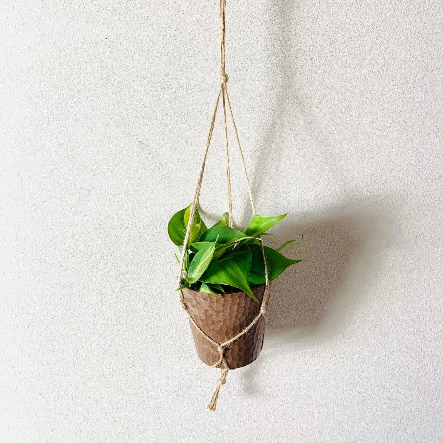 おしゃれ　観葉植物　吊り下げ　オキシカルジュウム　ブラジル　 木の香りがする鉢　4号　 |  | 03
