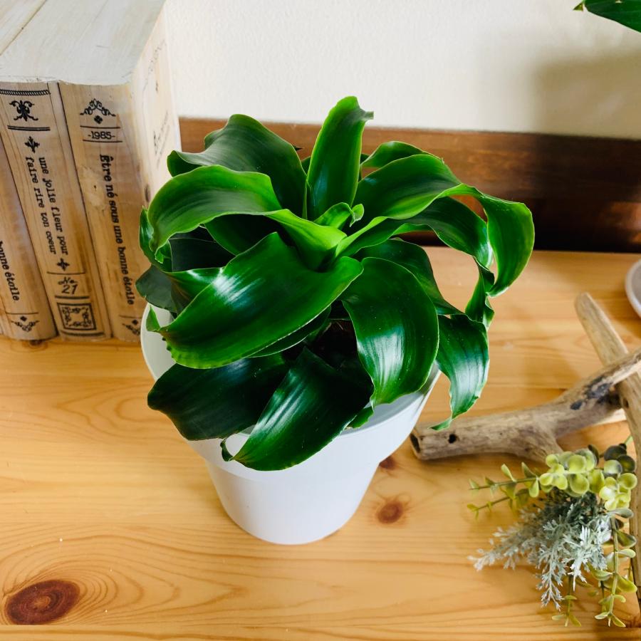 観葉植物　おしゃれ　オーランポット　ドラセナ　トルネード　ベラボン植え　観葉植物　インテリア　引っ越し　ギフト |  | 01