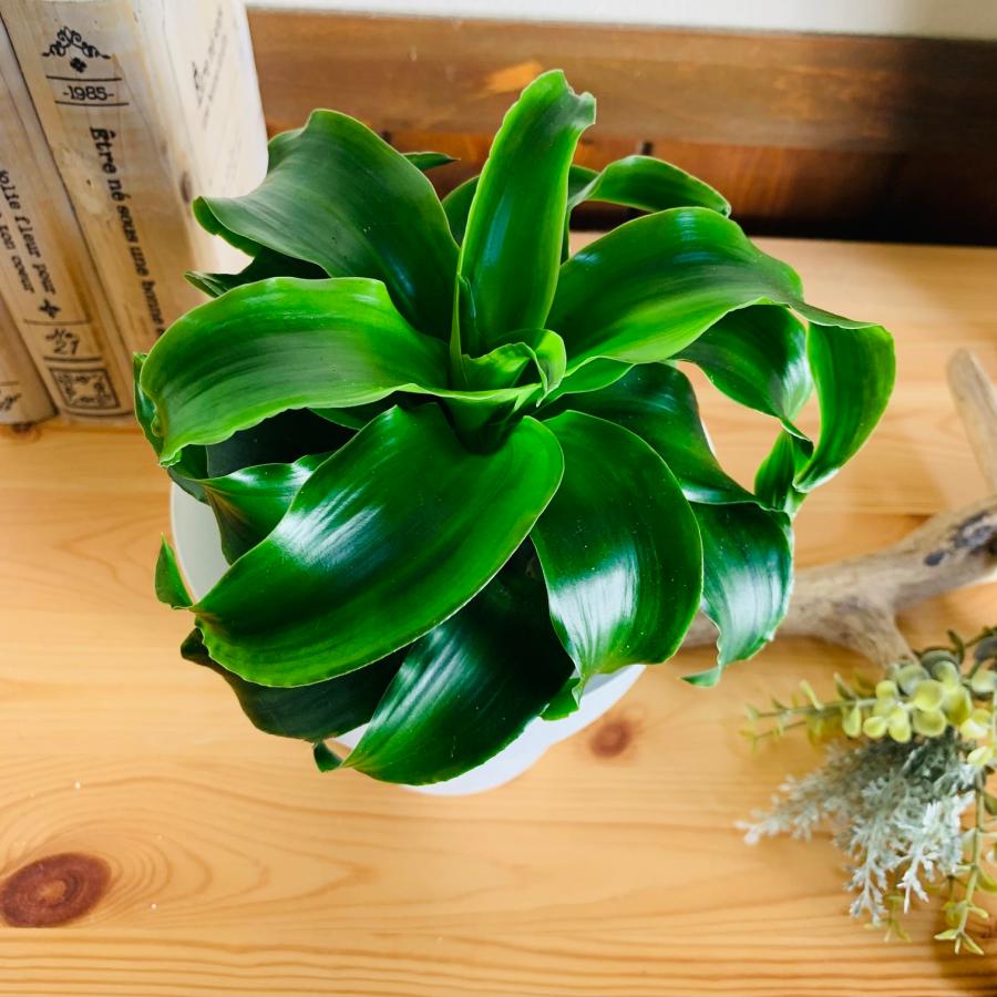 観葉植物　おしゃれ　オーランポット　ドラセナ　トルネード　ベラボン植え　観葉植物　インテリア　引っ越し　ギフト |  | 02