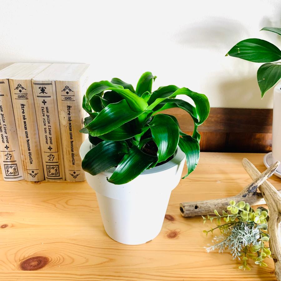 観葉植物　おしゃれ　オーランポット　ドラセナ　トルネード　ベラボン植え　観葉植物　インテリア　引っ越し　ギフト |  | 03
