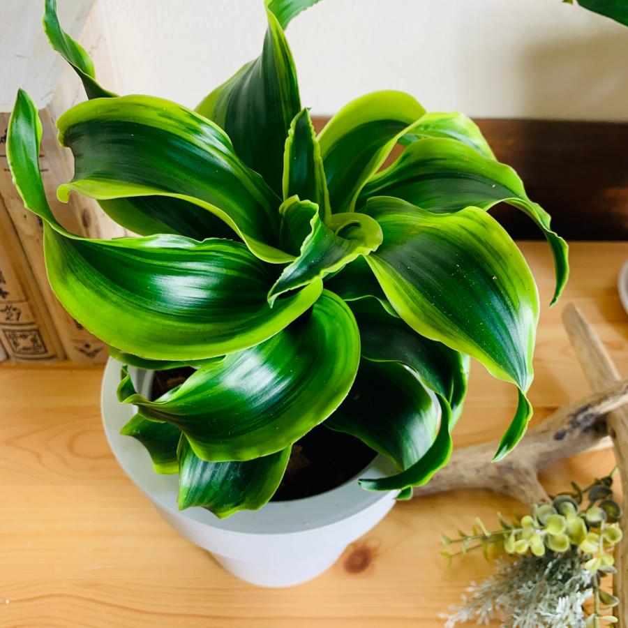 観葉植物　おしゃれ　オーランポット　ドラセナ　トルネード　斑入り　ベラボン植え　観葉植物　インテリア　引っ越し　ギフト |  | 02