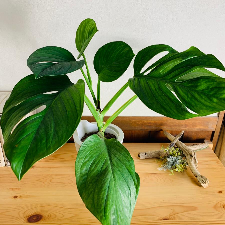 観葉植物　おしゃれ　オーランポット　シテルペカナ　モンステラ　ベラボン植え　観葉植物　インテリア　引っ越し　ギフト | 