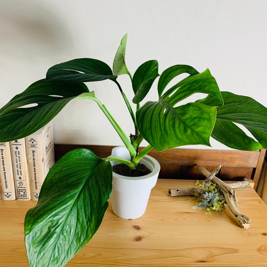 観葉植物　おしゃれ　オーランポット　シテルペカナ　モンステラ　ベラボン植え　観葉植物　インテリア　引っ越し　ギフト |  | 01