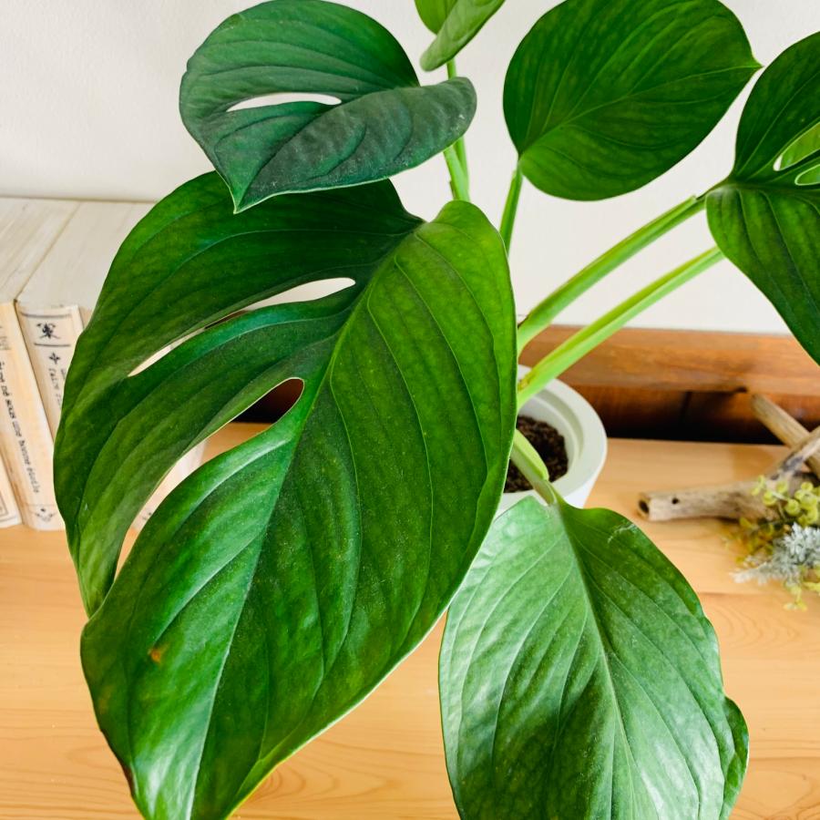 観葉植物　おしゃれ　オーランポット　シテルペカナ　モンステラ　ベラボン植え　観葉植物　インテリア　引っ越し　ギフト |  | 02