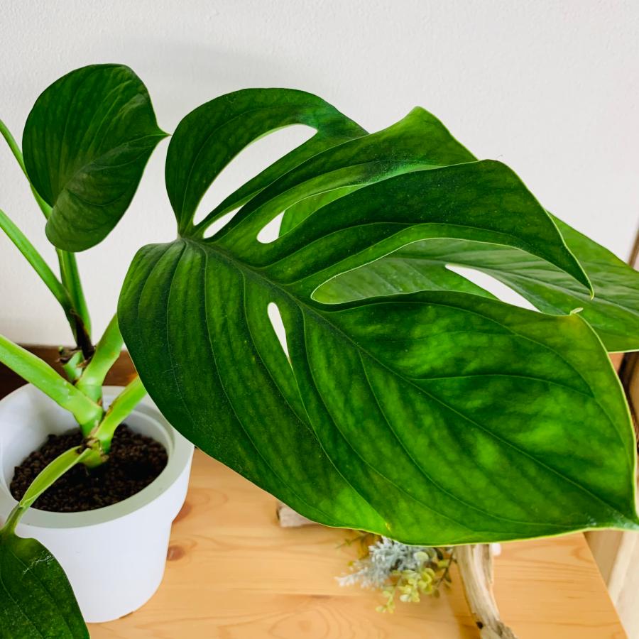 観葉植物　おしゃれ　オーランポット　シテルペカナ　モンステラ　ベラボン植え　観葉植物　インテリア　引っ越し　ギフト |  | 03