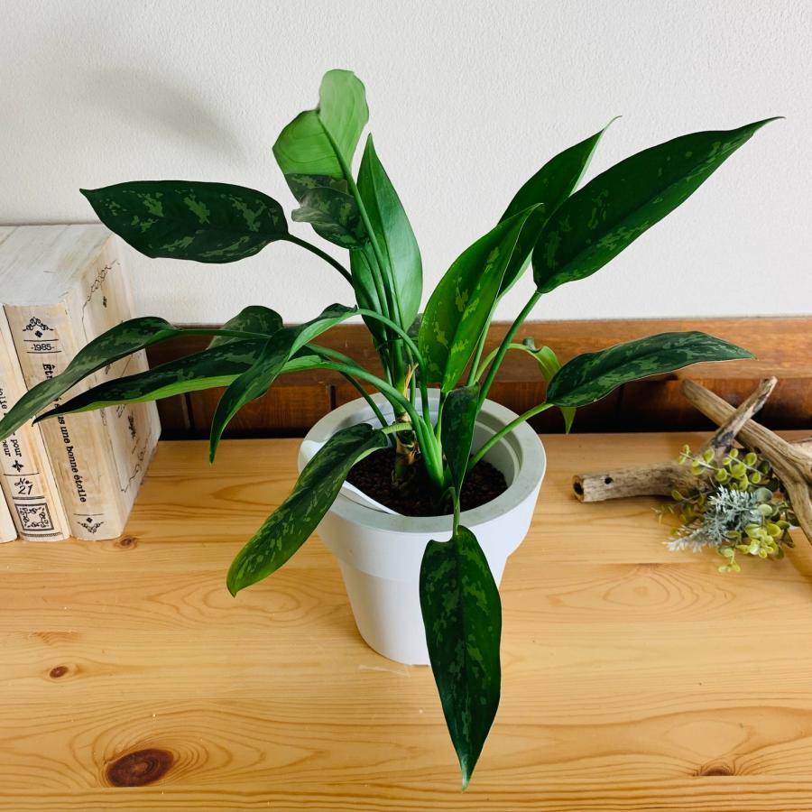 観葉植物　おしゃれ　オーランポット　アグラオネマ　マリア　ベラボン植え　観葉植物　インテリア　引っ越し　ギフト |  | 01