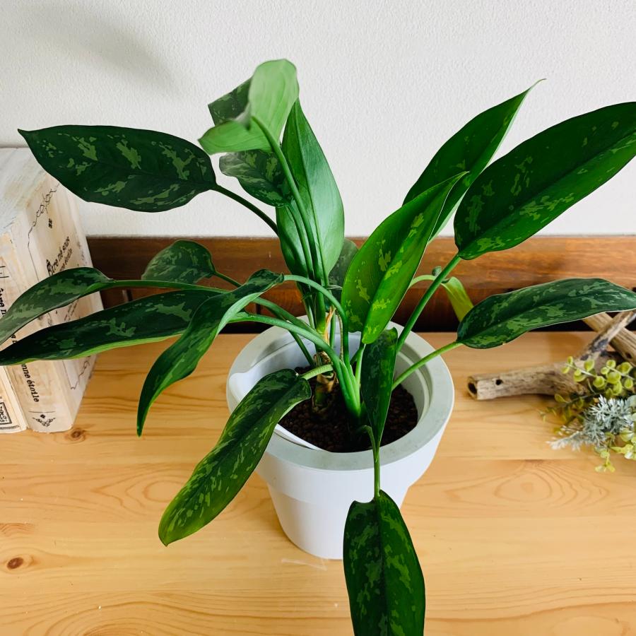 観葉植物　おしゃれ　オーランポット　アグラオネマ　マリア　ベラボン植え　観葉植物　インテリア　引っ越し　ギフト |  | 02
