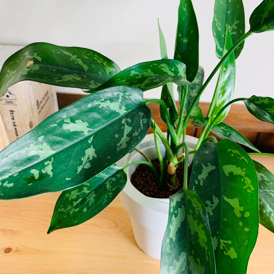観葉植物　おしゃれ　オーランポット　アグラオネマ　マリア　ベラボン植え　観葉植物　インテリア　引っ越し　ギフト |  | 03
