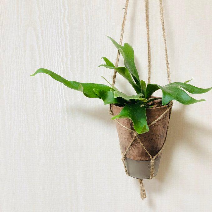 観葉植物 おしゃれ 壁掛け コウモリラン アルシコルネ ビカクシダ