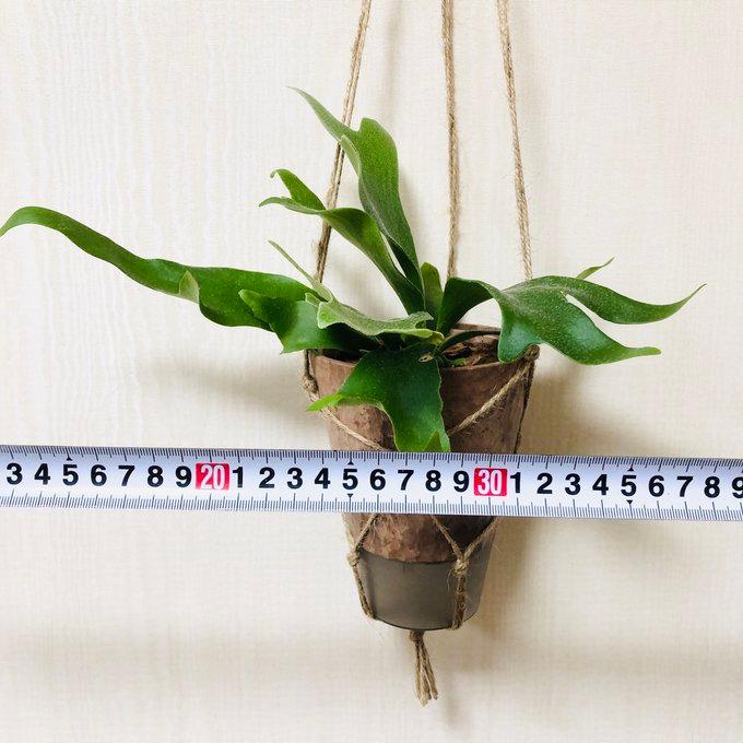 観葉植物 おしゃれ 壁掛け コウモリラン アルシコルネ ビカクシダ