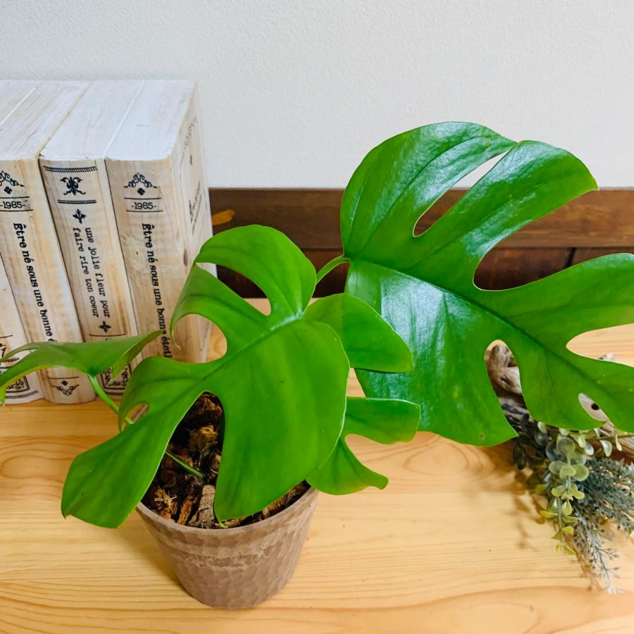 ヤシの実チップ植え　ベラボン植え　モンステラ　木の香りがする鉢　　観葉植物　インテリア　引っ越し　ギフト |  | 01