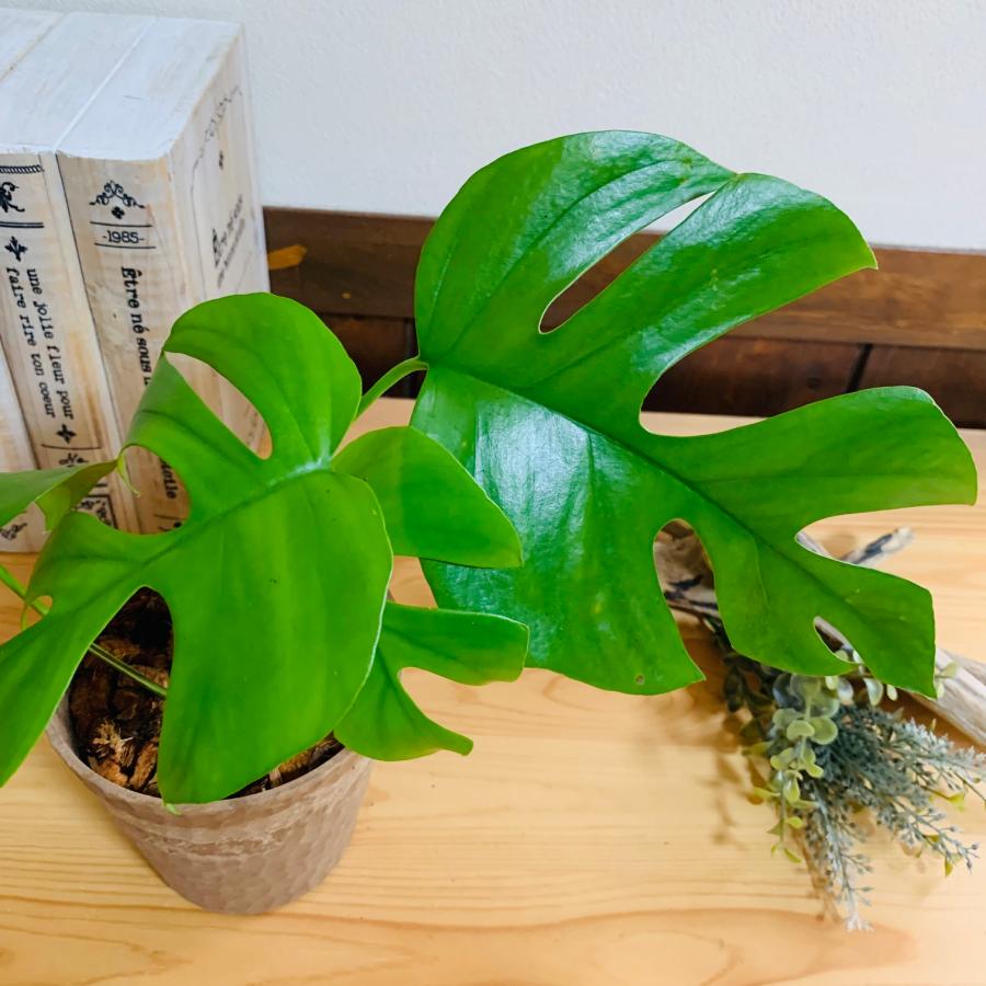 ヤシの実チップ植え　ベラボン植え　モンステラ　木の香りがする鉢　　観葉植物　インテリア　引っ越し　ギフト |  | 02