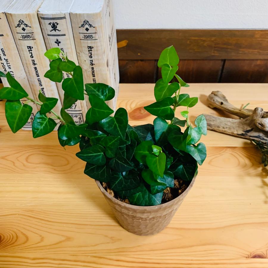 ヤシの実チップ植え　ベラボン植え　アイビー　ハートアイビー　木の香りがする鉢　　　観葉植物　インテリア　引っ越し　ギフト |  | 01