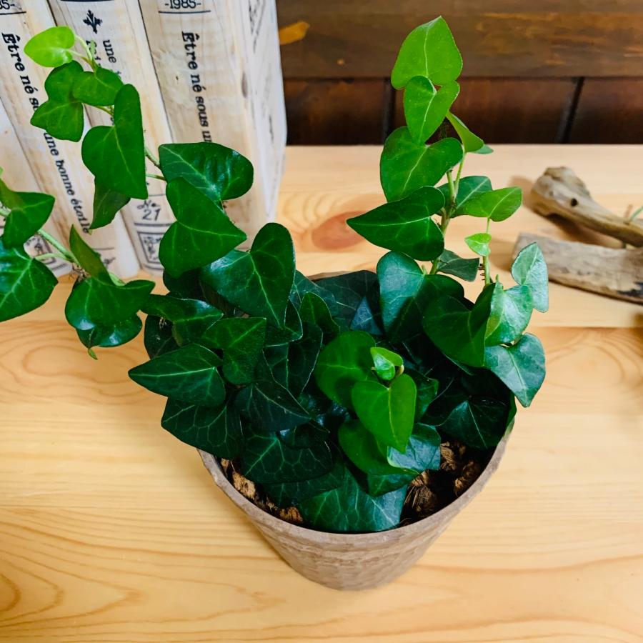 ヤシの実チップ植え　ベラボン植え　アイビー　ハートアイビー　木の香りがする鉢　　　観葉植物　インテリア　引っ越し　ギフト |  | 02