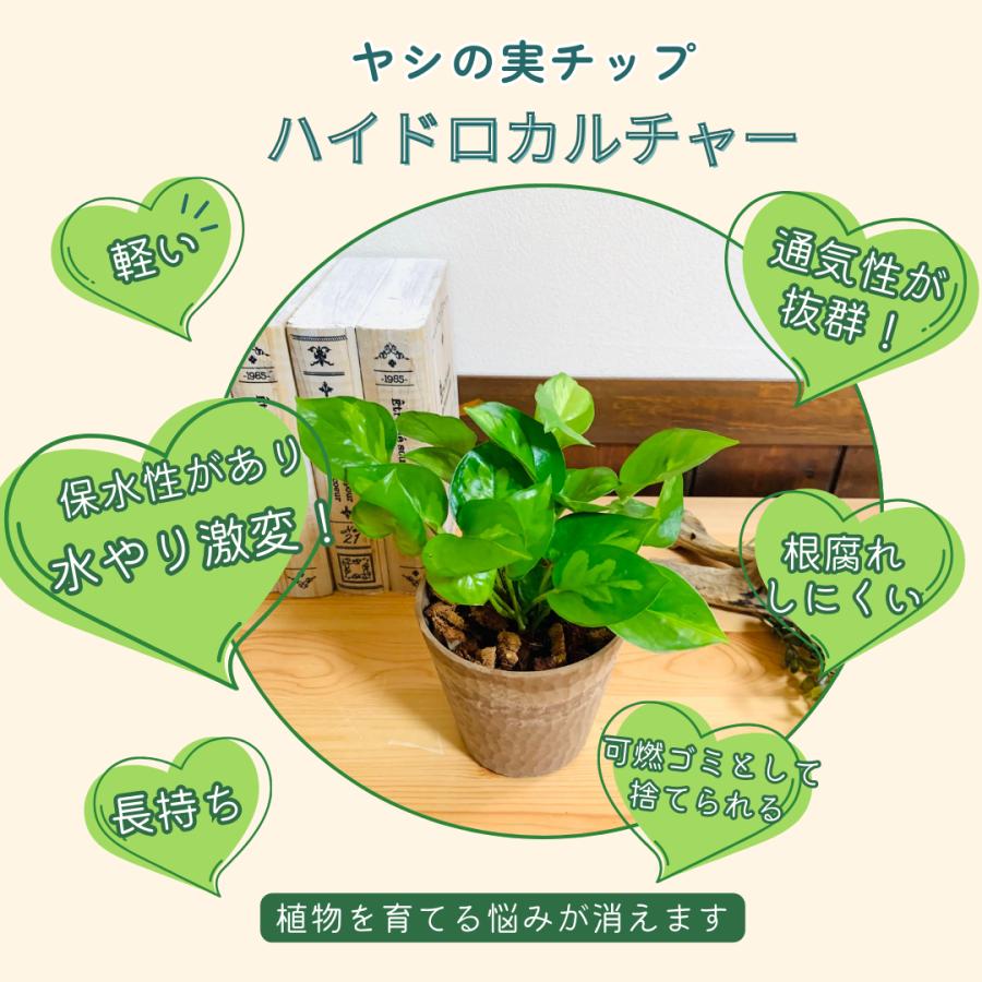 ヤシの実チップ植え　ベラボン植え　ポトス　グローバルグリーン　木の香りがする鉢　観葉植物　インテリア　引っ越し　ギフト | 
