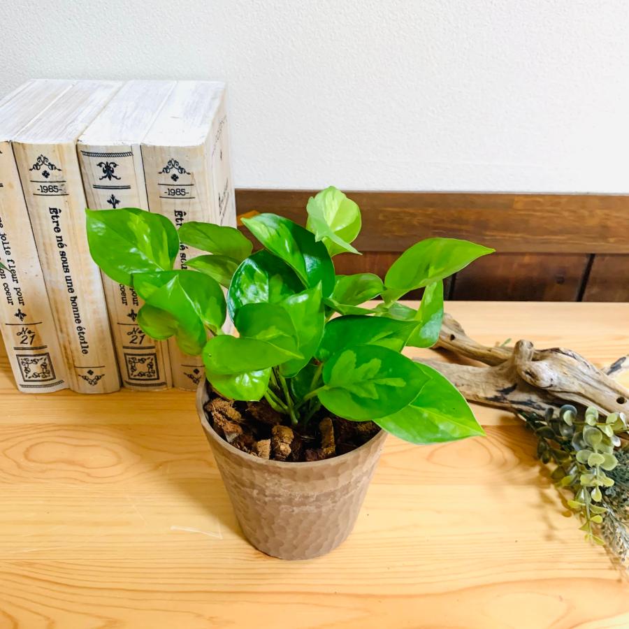 ヤシの実チップ植え　ベラボン植え　ポトス　グローバルグリーン　木の香りがする鉢　観葉植物　インテリア　引っ越し　ギフト |  | 01