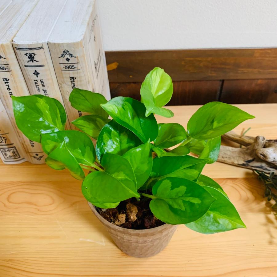 ヤシの実チップ植え　ベラボン植え　ポトス　グローバルグリーン　木の香りがする鉢　観葉植物　インテリア　引っ越し　ギフト |  | 02