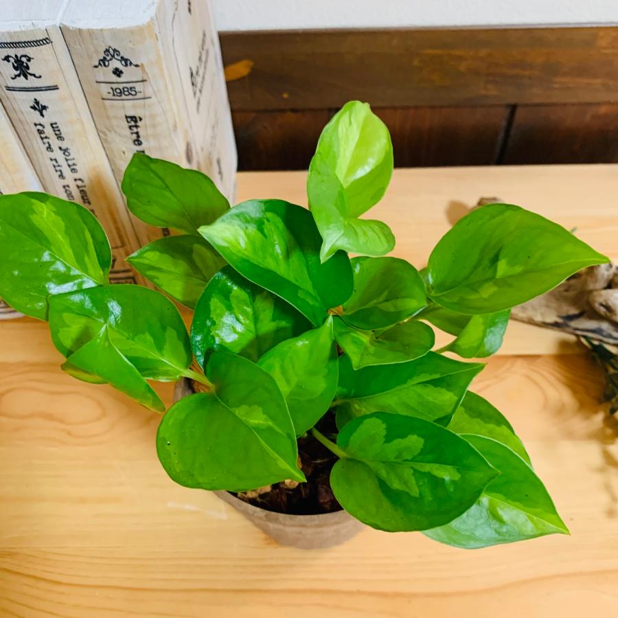 ヤシの実チップ植え　ベラボン植え　ポトス　グローバルグリーン　木の香りがする鉢　観葉植物　インテリア　引っ越し　ギフト |  | 03