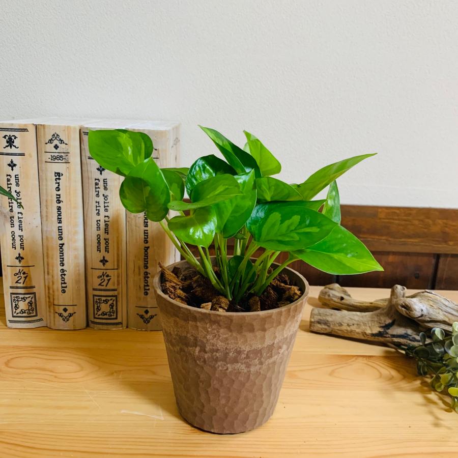ヤシの実チップ植え　ベラボン植え　ポトス　グローバルグリーン　木の香りがする鉢　観葉植物　インテリア　引っ越し　ギフト |  | 04
