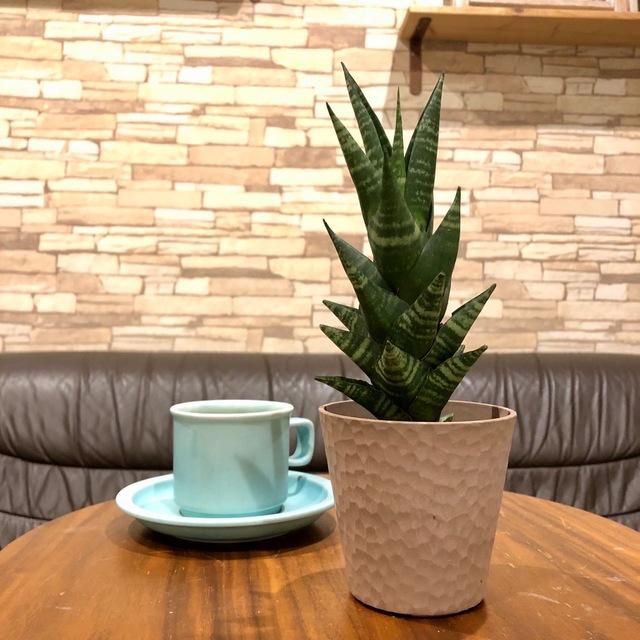 おしゃれ サンスベリア タイハイブリッド アロマ鉢 4号 多肉植物 観葉