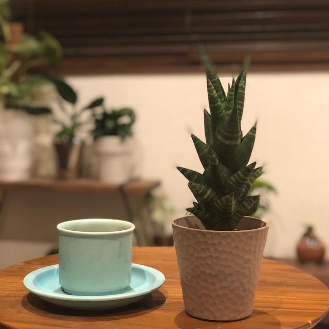 おしゃれ サンスベリア タイハイブリッド アロマ鉢 4号 多肉植物 観葉