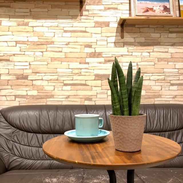 おしゃれ　サンスベリア　スタッキー　アロマ鉢　4号　多肉植物　観葉植物　インテリア　引っ越し　ギフト |  | 01