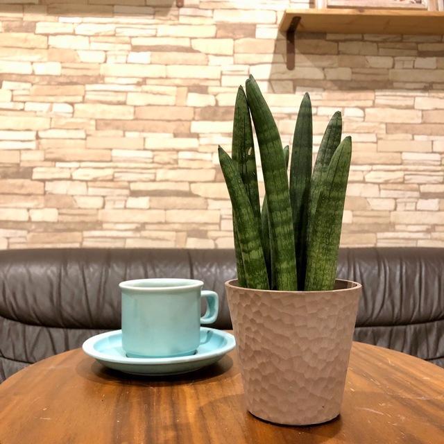 おしゃれ　サンスベリア　スタッキー　アロマ鉢　4号　多肉植物　観葉植物　インテリア　引っ越し　ギフト |  | 02