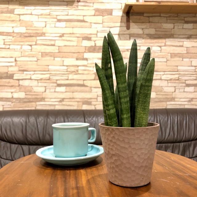 おしゃれ　サンスベリア　スタッキー　アロマ鉢　4号　多肉植物　観葉植物　インテリア　引っ越し　ギフト |  | 03