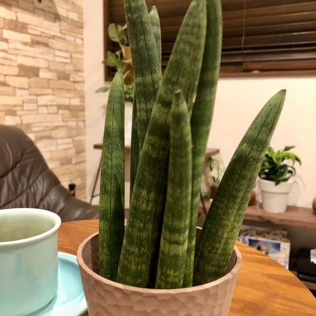 おしゃれ　サンスベリア　スタッキー　アロマ鉢　4号　多肉植物　観葉植物　インテリア　引っ越し　ギフト |  | 04