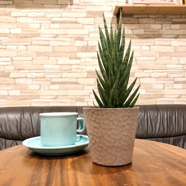 おしゃれ　サンスベリア　フランシシー　アロマ鉢　4号　多肉植物　観葉植物　インテリア　引っ越し　ギフト |  | 01