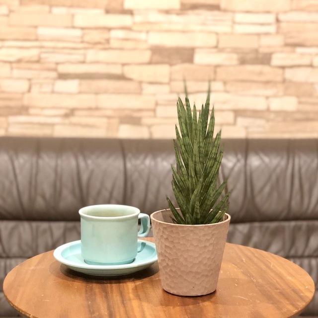 おしゃれ　サンスベリア　フランシシー　アロマ鉢　4号　多肉植物　観葉植物　インテリア　引っ越し　ギフト |  | 02