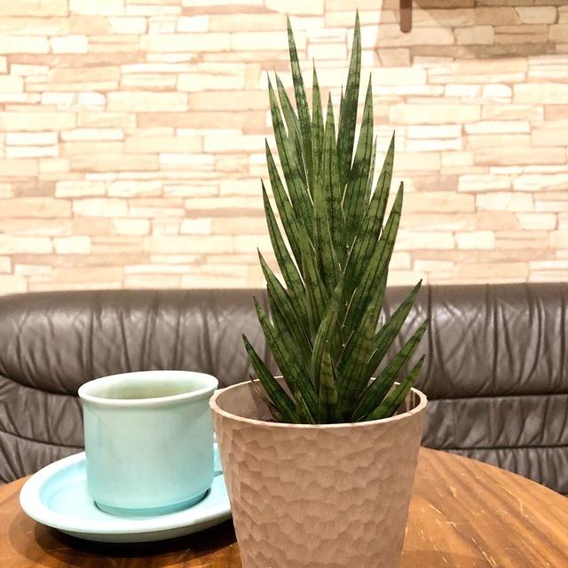 おしゃれ　サンスベリア　フランシシー　アロマ鉢　4号　多肉植物　観葉植物　インテリア　引っ越し　ギフト |  | 03