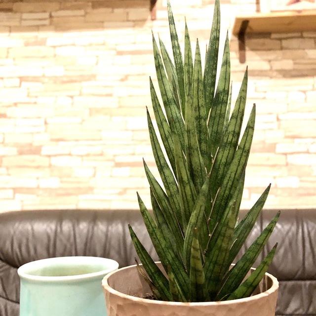 おしゃれ　サンスベリア　フランシシー　アロマ鉢　4号　多肉植物　観葉植物　インテリア　引っ越し　ギフト |  | 04
