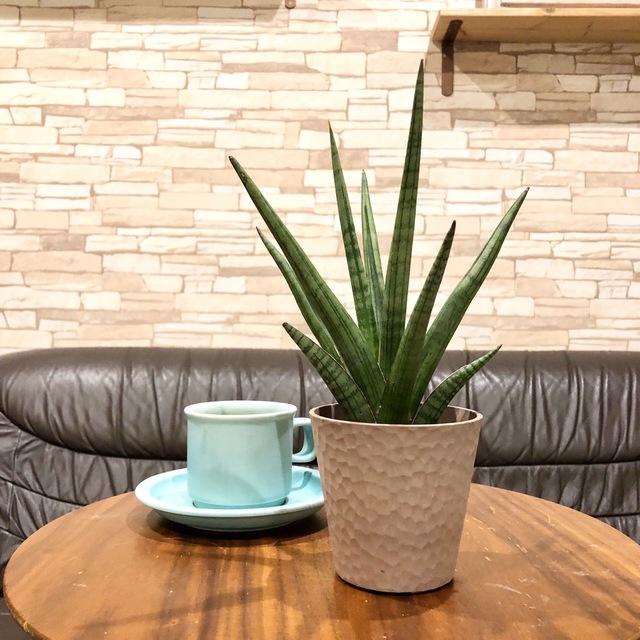 おしゃれ　サンスベリア　ボブ　アロマ鉢　4号　多肉植物　観葉植物　インテリア　引っ越し　ギフト | 