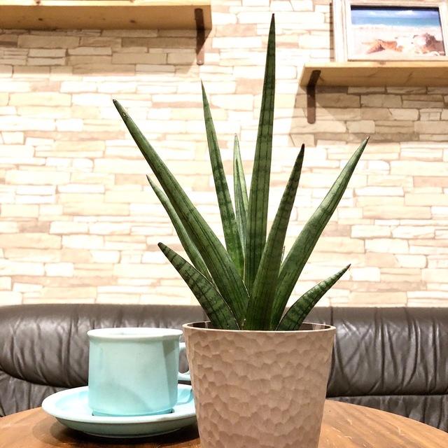 おしゃれ　サンスベリア　ボブ　アロマ鉢　4号　多肉植物　観葉植物　インテリア　引っ越し　ギフト |  | 01