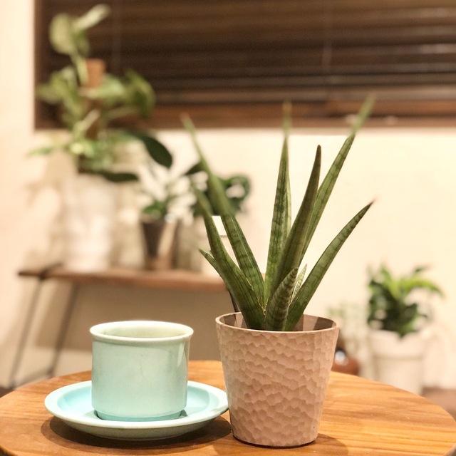 おしゃれ　サンスベリア　ボブ　アロマ鉢　4号　多肉植物　観葉植物　インテリア　引っ越し　ギフト |  | 02