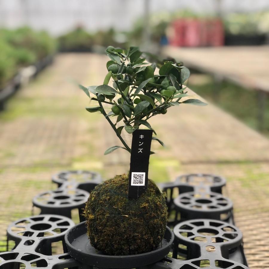 観葉植物　おしゃれ　苔玉　キンズ　小さい盆栽　受け皿付き　インテリア　観葉植物 |  | 01