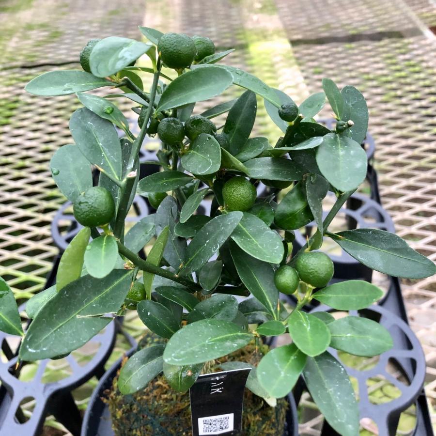 観葉植物　おしゃれ　苔玉　キンズ　小さい盆栽　受け皿付き　インテリア　観葉植物 |  | 02