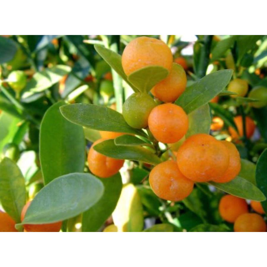 観葉植物　おしゃれ　苔玉　キンズ　小さい盆栽　受け皿付き　インテリア　観葉植物 |  | 04