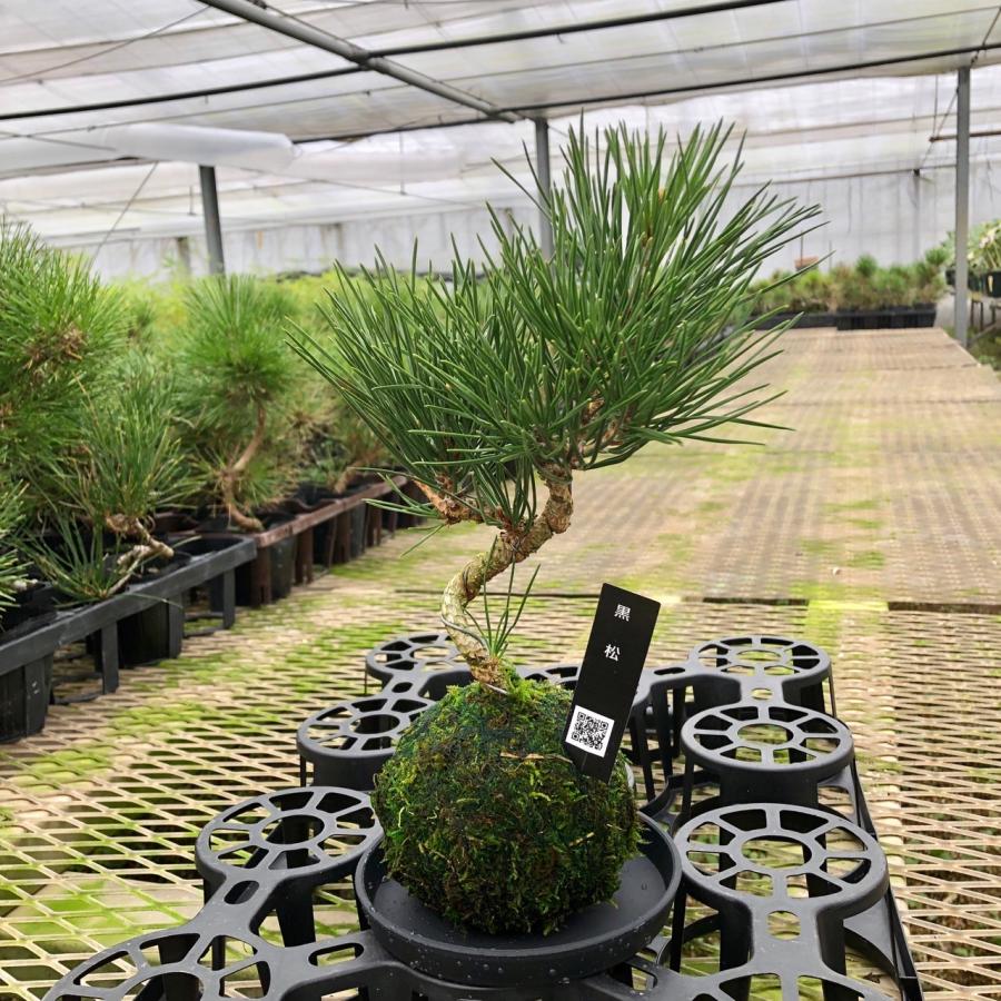 観葉植物　おしゃれ苔玉　黒松　小さい盆栽　受け皿付き　インテリア　観葉植物 |  | 01