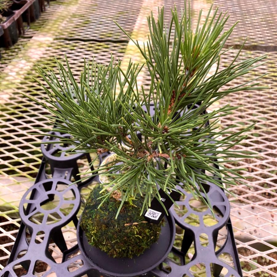 観葉植物　おしゃれ苔玉　黒松　小さい盆栽　受け皿付き　インテリア　観葉植物 |  | 02