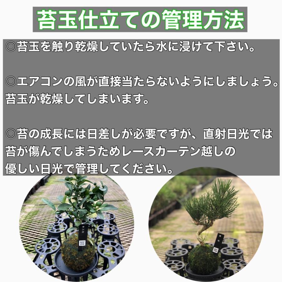 観葉植物　おしゃれ苔玉　黒松　小さい盆栽　受け皿付き　インテリア　観葉植物 |  | 04