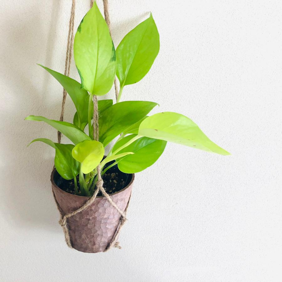 おしゃれ　観葉植物　吊り下げ　ポトス　ゴールデン　ライム　木の香りがする鉢　2個セット |  | 02