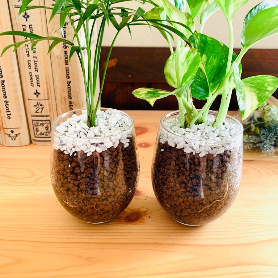 おしゃれ 観葉植物 テーブルヤシ ゴールデンポトス ハイドロカルチャー