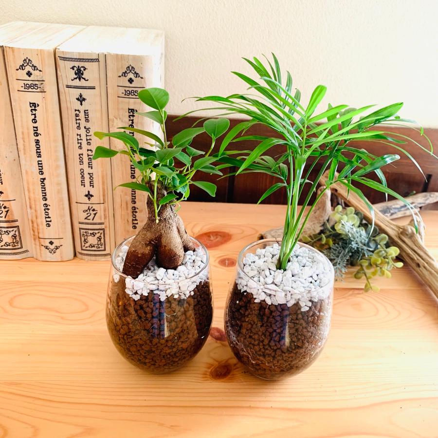 おしゃれ　観葉植物　テーブルヤシ　ガジュマル　ハイドロカルチャー　バルーングラス　インテリア　棚　室内 | 